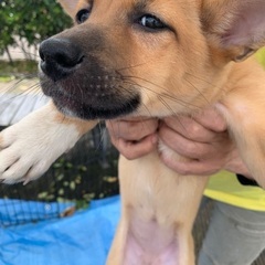 野犬の子犬、甘々です！