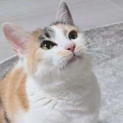 木箱の中の猫たち　ステイシーさん(仮)