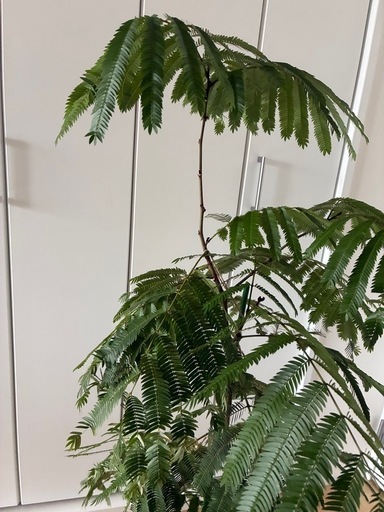 エバーフレッシュ 曲げ木仕立て 観葉植物 インテリアグリーン