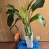 ランキングキーワードに紐づく投稿画像-観葉植物