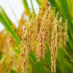 美味しお米