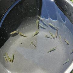 ミナミヌマエビ20匹