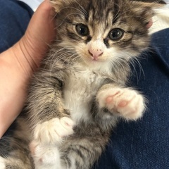 長毛のねこ