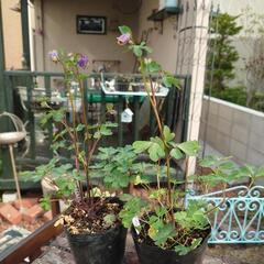 オダマキ "八重咲きブルー"  花☆苗‎⚘⡱宿根草 ガーデニング