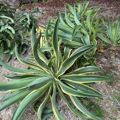 アガベ　大量　まとめて