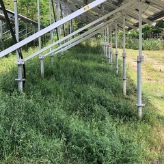 草刈りです。