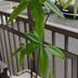 ランキングキーワードに紐づく投稿画像-観葉植物