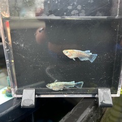 高級メダカ　エメキン