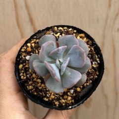 多肉　多肉植物　キュービックフロスト