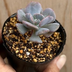 多肉　多肉植物　キュービックフロストの画像