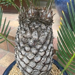 金環蘇鉄 楽天市場】金環蘇鉄(キンカンソテツ)10号 株立ち 樹高約50cm【産直