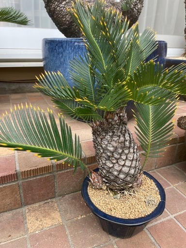 金環蘇鉄　ソテツ 金環ソテツ | GREEN LUCK