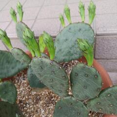 サボテン🌵②