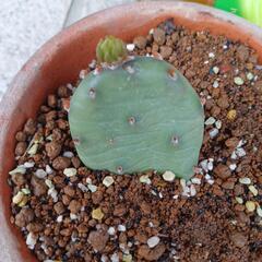 サボテン🌵③