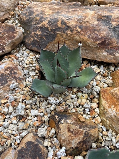 姫吉祥天 – ROUKA – Succulents Note