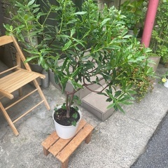 沈丁花の鉢植え