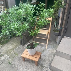 沈丁花の鉢植えの画像