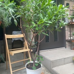 沈丁花の鉢植えの画像