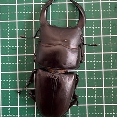 【受付終了】【即ブリ】オオクワガタ♂（69.5mm）