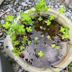 ウォータークローバームチカの画像