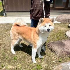 秋田犬