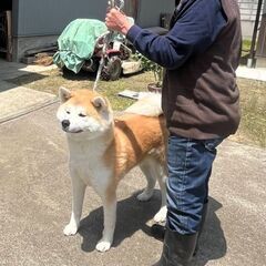 秋田犬 - 亘理郡