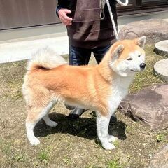 秋田犬 - 犬