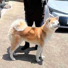 秋田犬 − 宮城県