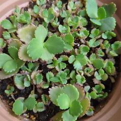 子宝草　