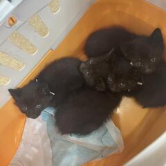 黒猫1ヶ月