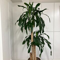 観葉植物（2鉢）譲ります