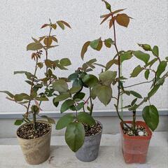 バラ