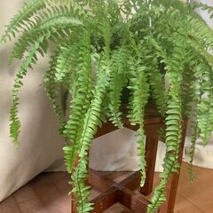ネフロレピス・ボストンファーン（ボストンタマシダ）観葉植物の画像