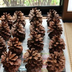 大きい松ぼっくり15個の画像