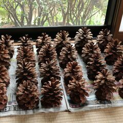 大きい松ぼっくり15個