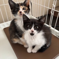 可愛い姉妹　2匹一緒に里親募集！栃木県からの募集です。 - 猫