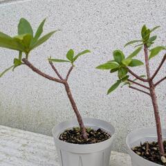 沈丁花の画像