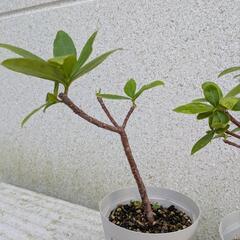 沈丁花の画像