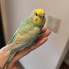 セキセイインコを保護しています