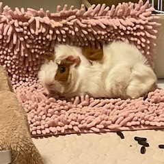 モルモット飼い主さん募集