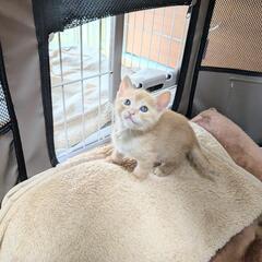 茶トラ子猫