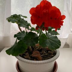 ゼラニウム