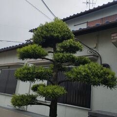 立派なマキノキと松の木　無料　の画像