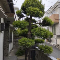 立派なマキノキと松の木　無料　の画像