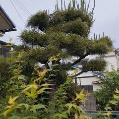 立派な松の木とマキノキの画像