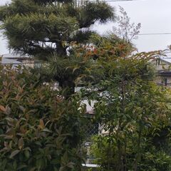 立派な松の木とマキノキの画像