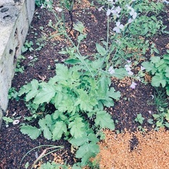 何の野菜？か分かりますか？