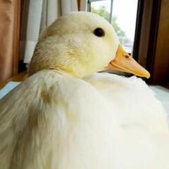 コールダック 中雛〜成鳥 ご家族様募集中👪