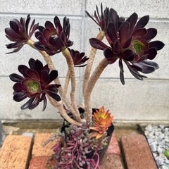 黒法師 アエオニウム 多肉植物 ノーマル 大きめ