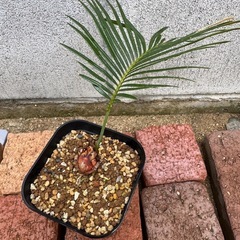 ソテツ ノーマル 2株